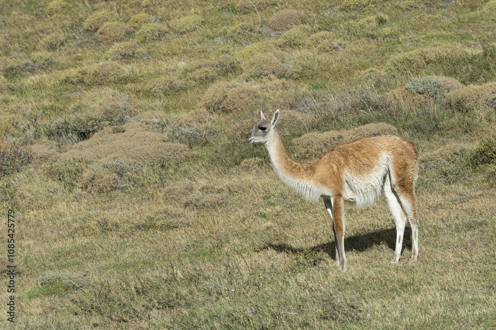 Guanaco (Lama guanicoe), Torres del Paine National Park, Chilean Patagonia, Chile