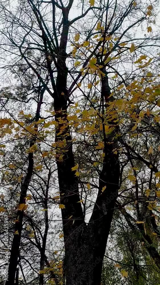 Walkin in the town at beautiful autumn, orange leaves anf trees,road in the park.Landscape video in the walk and static.Trees in forest. Maple trees Walkin in the town at beautiful autumn, orange leaves anf trees,road in the park.Landscape video in the walk and static.Trees in forest. Maple trees