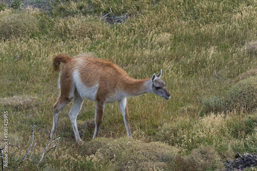 Guanaco (Lama guanicoe), Torres del Paine National Park, Chilean Patagonia, Chile