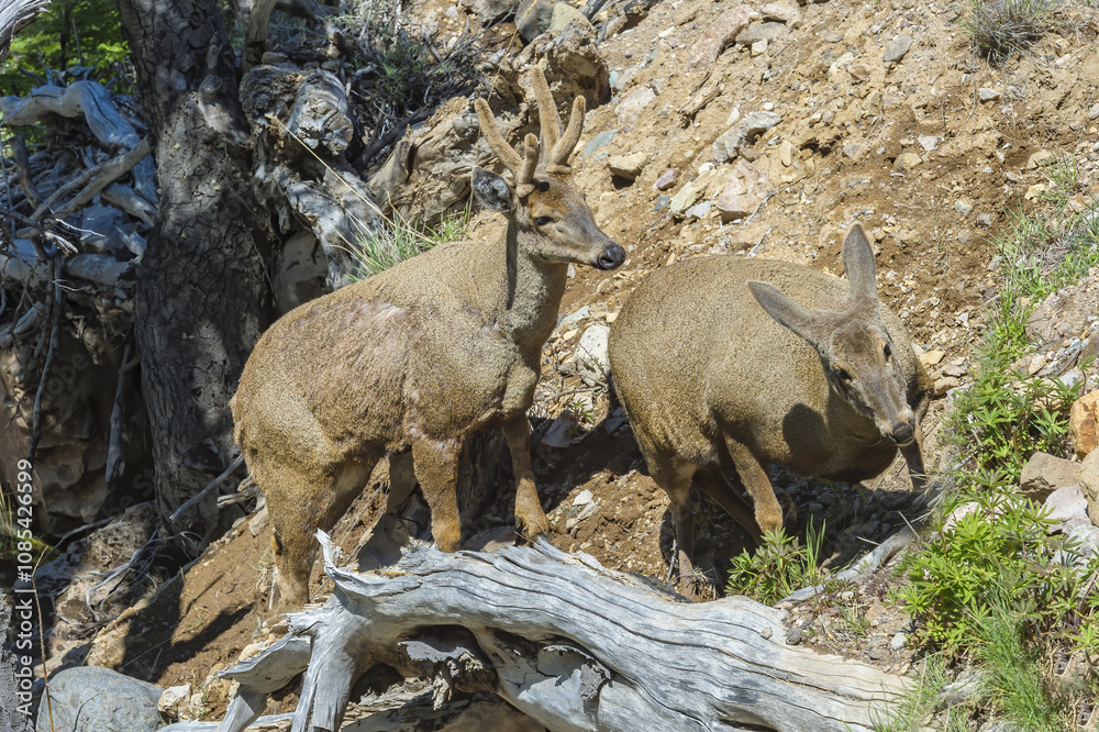 Male and Female South Andean Deer (Hippocamelus bisulcus) on a slope, Aysen Region, Patagonia, Chile Male and Female South Andean Deer (Hippocamelus bisulcus) on a slope, Aysen Region, Patagonia, Chile