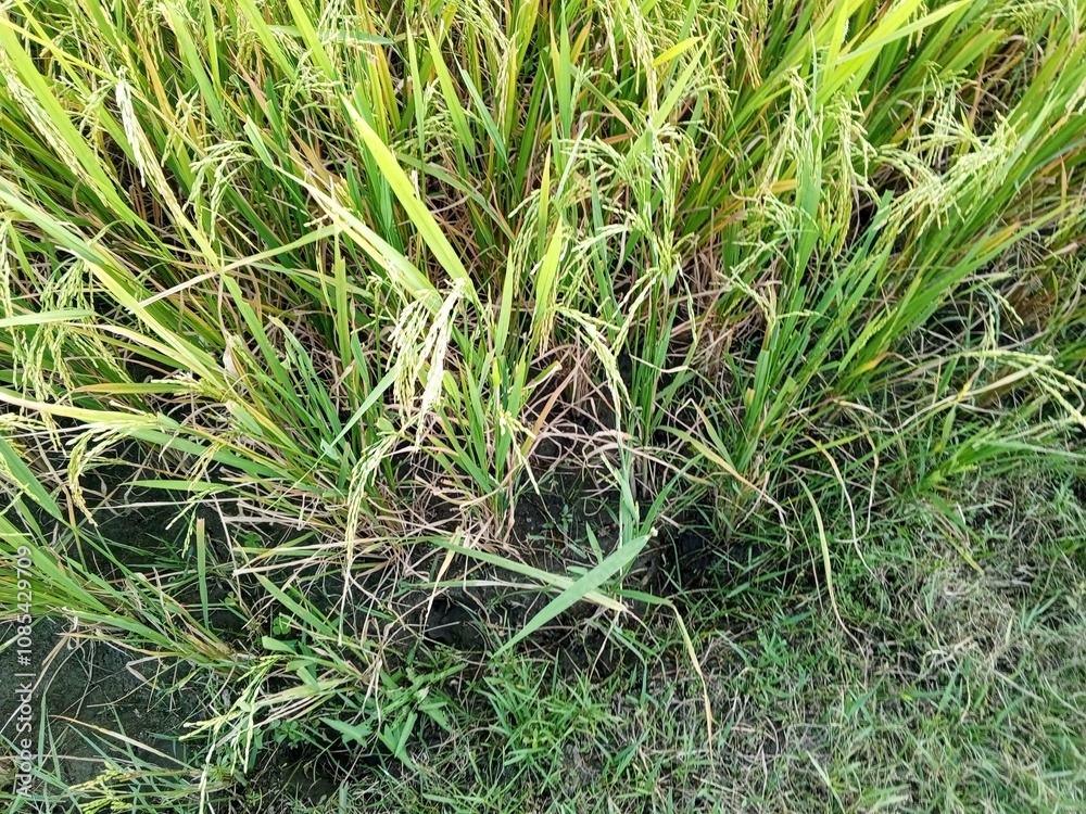 rice field with grass in the countryside rice field with grass in the countryside