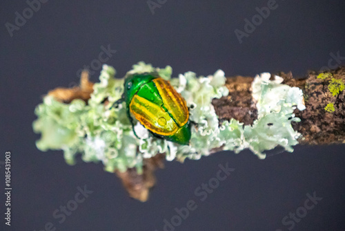 Beautiful green and yellow South American tropical beetle (Macraspis festiva) known as 