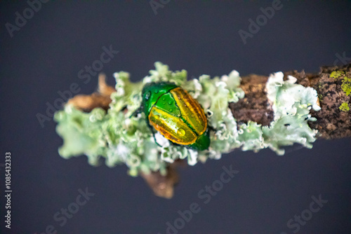 Beautiful green and yellow South American tropical beetle (Macraspis festiva) known as 