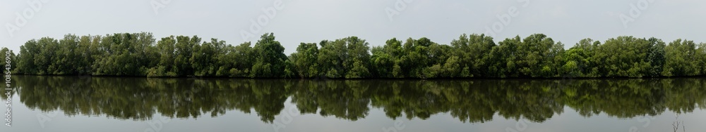 Fototapeta premium Trees and aquatic animals in the mangrove forest on natural background.