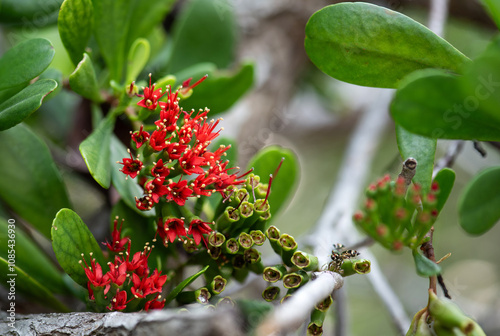  Lumnitzera littorea Voigt flowers on natural background. photo