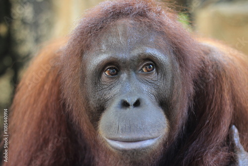 Bilde på lerret Close-up of an orangutan's face, lost in thought while waiting for its partner