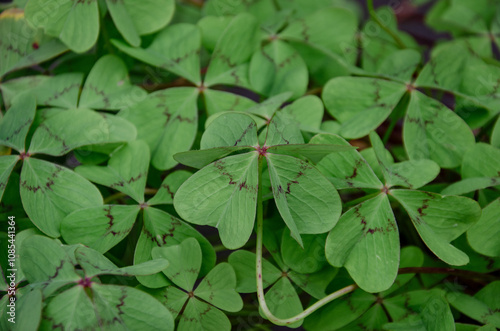 Four-leaf clover as a symbol for the turn of the year or St. Patrick's Day.