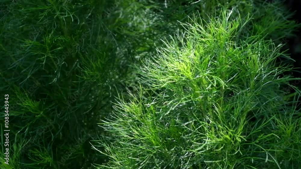 Green plants sway with dramatic light and shadow.Real time with natural light.Raw video no edit.For video transitions.Plant and environment concept Green plants sway with dramatic light and shadow.Real time with natural light.Raw video no edit.For video transitions.Plant and environment concept
