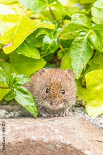 Mouse in the grass