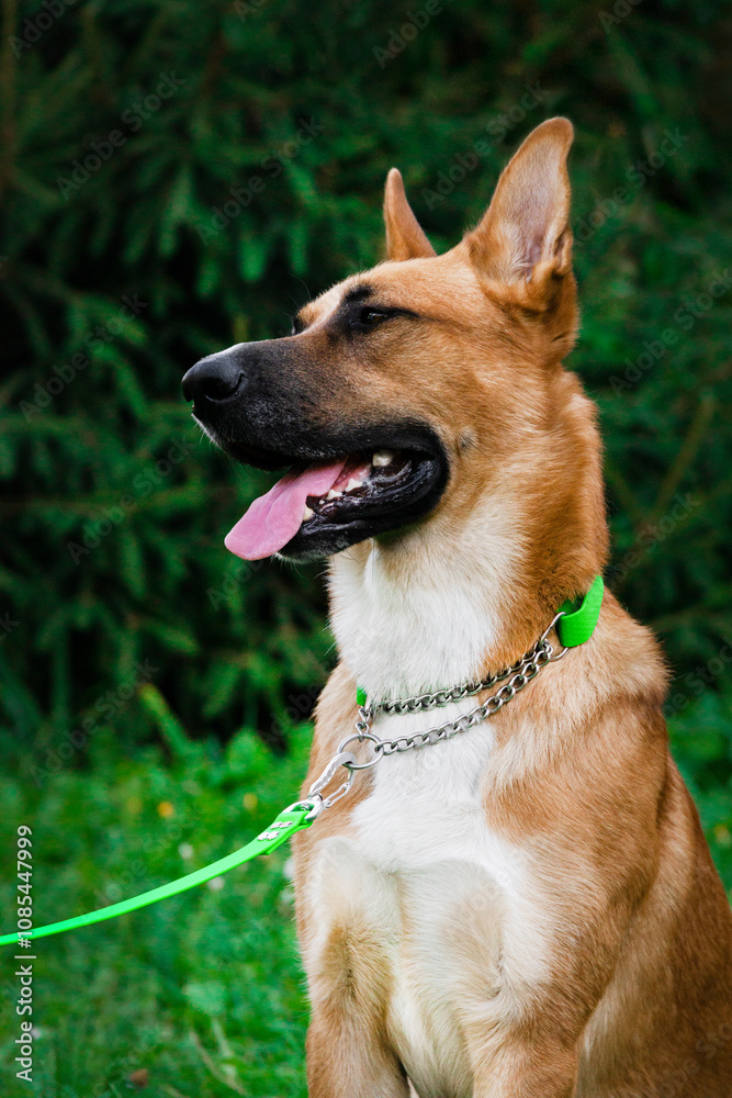 large red dog Malinois German Shepherd portrait against the backdrop of a green garden in a bright collar large red dog Malinois German Shepherd portrait against the backdrop of a green garden in a bright collar