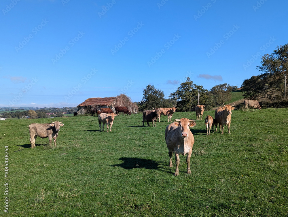 Manada de vacas a pastar num campo verde com uma casa de fazenda ao fundo num dia ensolarado