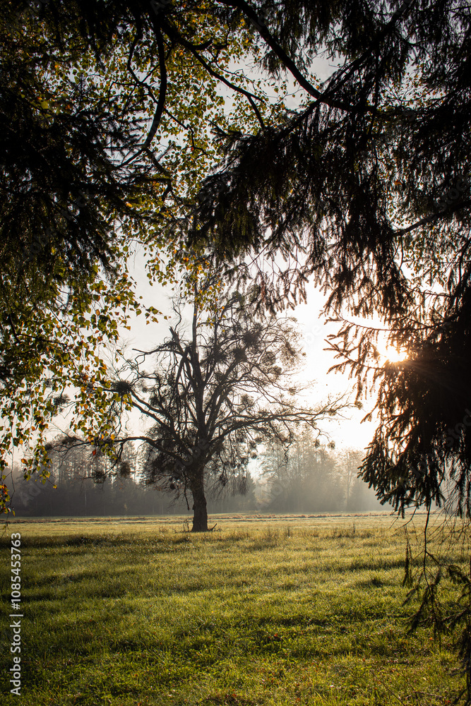 Magische Morgenstimmung: Mistelbaum im Nebel durch Äste betrachtet Magische Morgenstimmung: Mistelbaum im Nebel durch Äste betrachtet