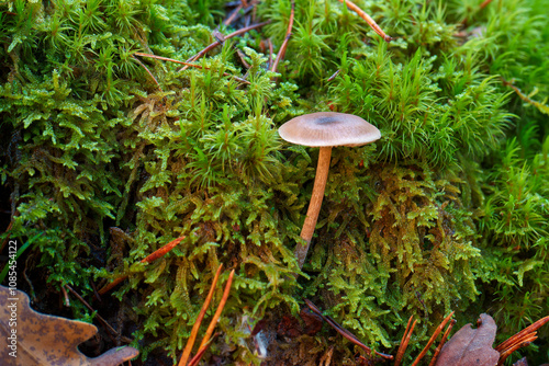 mushrooms, forest, autumn, nature, plants, botany, mountains, na