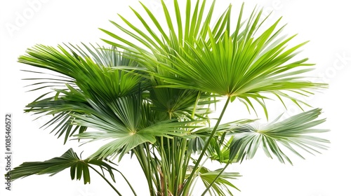  Palm Tree Illustration on a White Background, Simple and Elegant Design for Tropical or Summer-Themed Projects