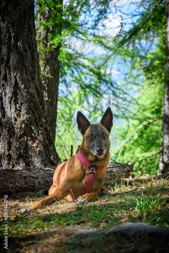 Chien malinois