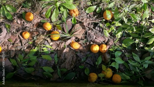 Several tangerine fallen on the ground and rotting in sunlight,Moldy orange