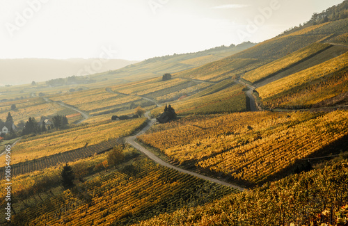 view of the Kroever vineyards in autumn season Germany Moselle River Valley photo