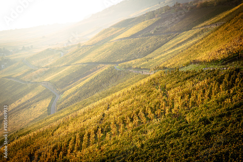 view of the Kroever vineyards in autumn season Germany Moselle River Valley