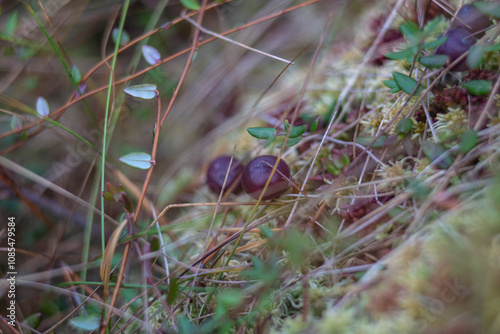 Wild cranberries growing in bog, autumn harvesting