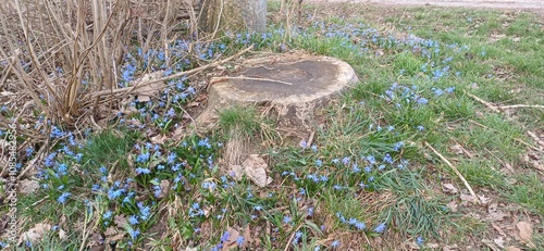 baumstumpf