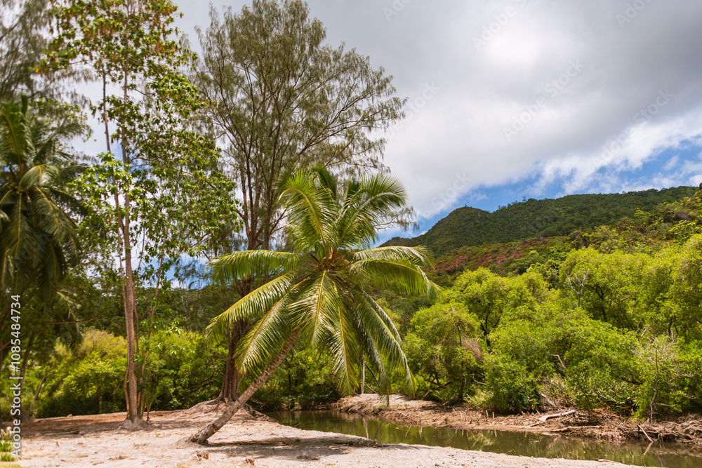 Fototapeta premium Beautiful Intertidal Zone With Palms And Mangroves