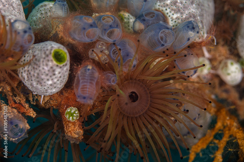 Underwater bouquet. Sea anemones and tunicates. Photo was taken in North Sulawesi, island Bangka, Indonesia photo