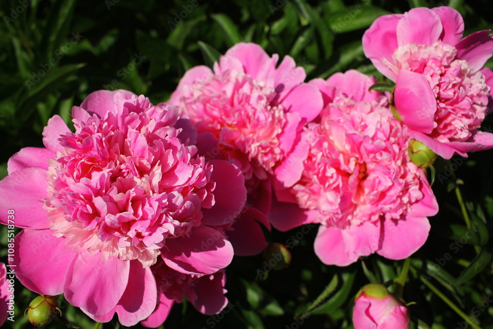 Beautiful pink peonies outdoors
Beautiful pink peonies outdoors