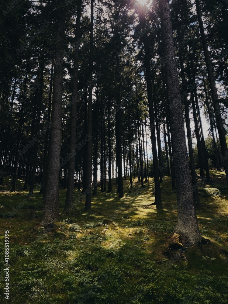 Obraz premium A peaceful summer day in the Czech woods, with sunlight streaming down through the towering trees