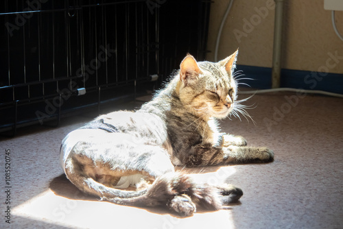 Fotografie A cat rests near a cage, a carnivorous mammal with whiskers and a tail