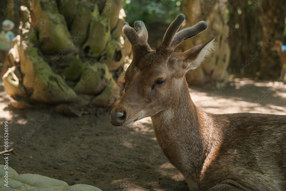 Close up portrait of Sambar deer lying in a park in tropical climate. Beautiful brown deer with small antlers resting in a zoo on a free range. Wildlife protection. Close up portrait of Sambar deer lying in a park in tropical climate. Beautiful brown deer with small antlers resting in a zoo on a free range. Wildlife protection.