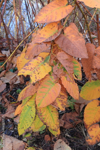 Twig with Autumn Leaves Close Up at Westerpark in Amsterdam, Netherlands photo