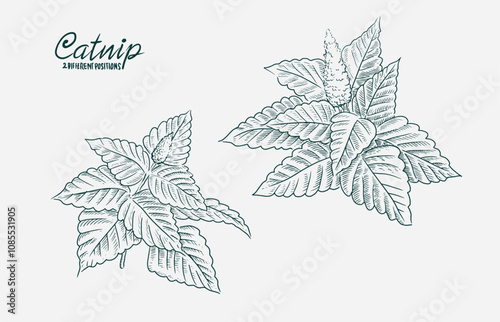 Hand drawn catnip flower, fresh sketch with health scent