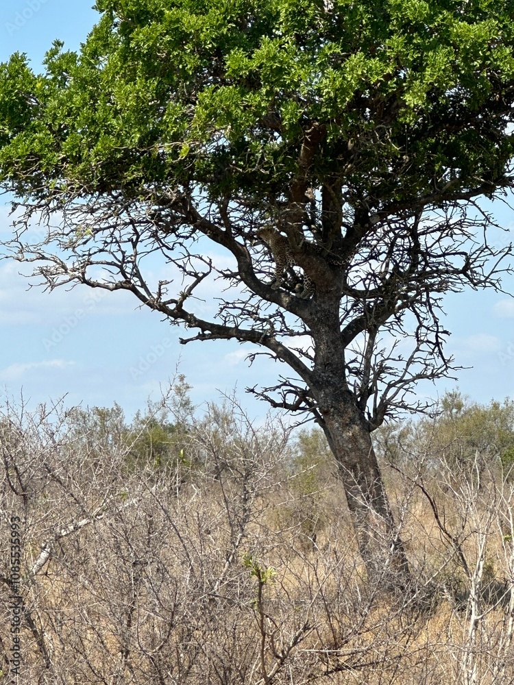 Majestic Leopard Resting on a Tree in Kruger National Park, South Africa Majestic Leopard Resting on a Tree in Kruger National Park, South Africa