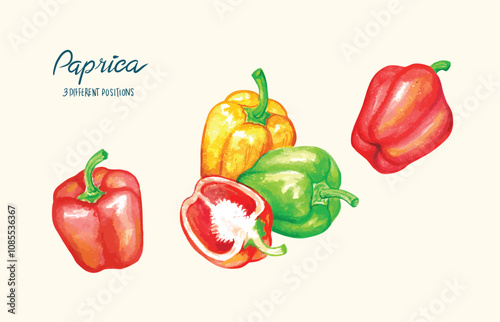 Paprica hand drawing watercolor, fresh illustration 3 best element vegetables can be used in harvest festival
