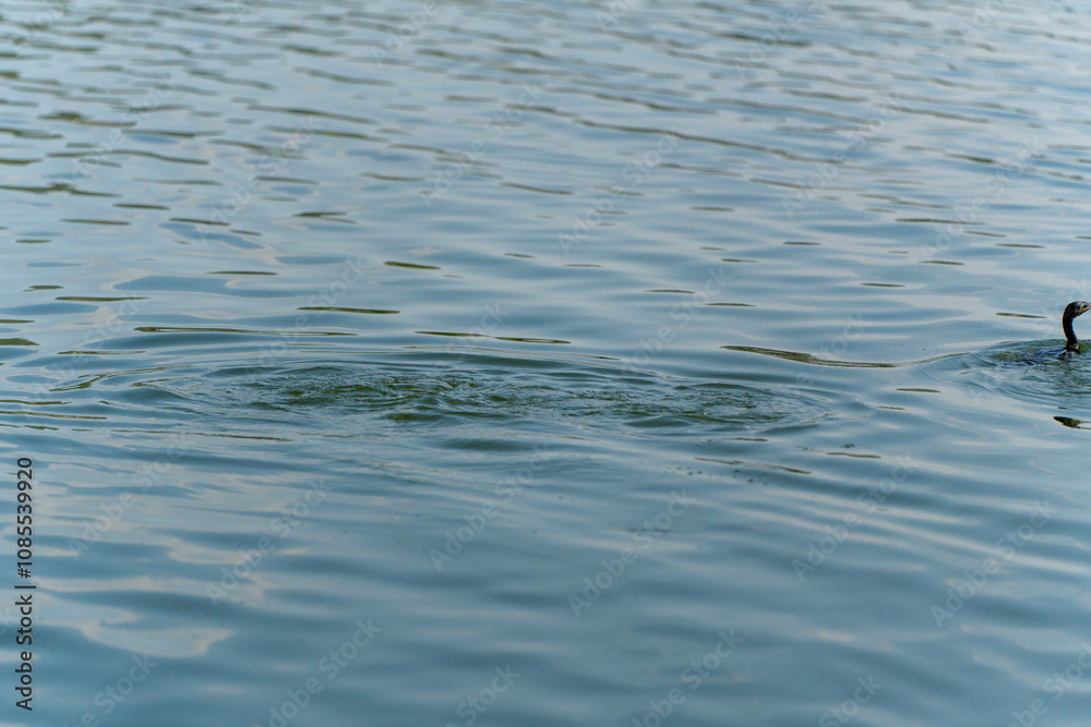 Rippling water with submerged cormorants diving, creating a dynamic scene of aquatic activity. The sunlight reflects gently on the surface, enhancing the fluid motion Rippling water with submerged cormorants diving, creating a dynamic scene of aquatic activity. The sunlight reflects gently on the surface, enhancing the fluid motion