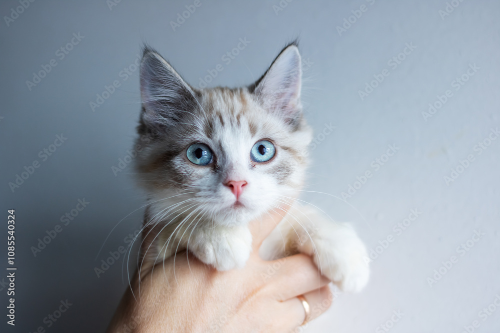 A person is gently holding a small kitten that has blue eyes in their hand A person is gently holding a small kitten that has blue eyes in their hand