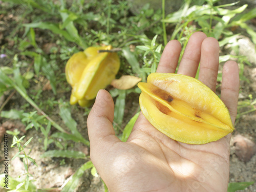 Starfruit damaged due to caterpillar pests. Fruit and hollow before ripening on the tree and fall. This starfruit growth is not good photo