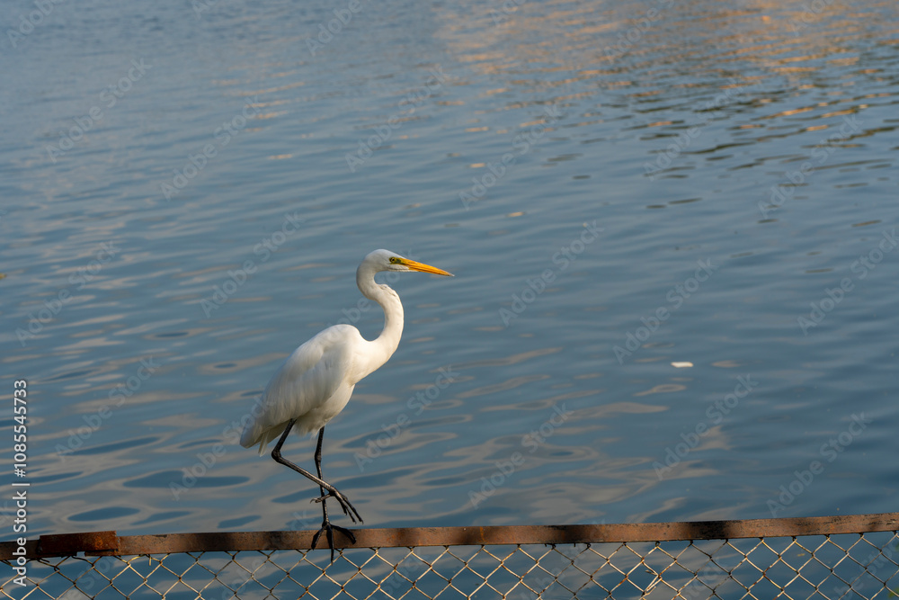 A graceful white egret stands on a rusted metal fence, against the serene backdrop of calm blue waters, showcasing the beauty of wildlife in harmony with nature. A graceful white egret stands on a rusted metal fence, against the serene backdrop of calm blue waters, showcasing the beauty of wildlife in harmony with nature.