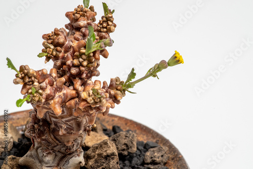 多肉植物の花（蛮鬼塔） photo