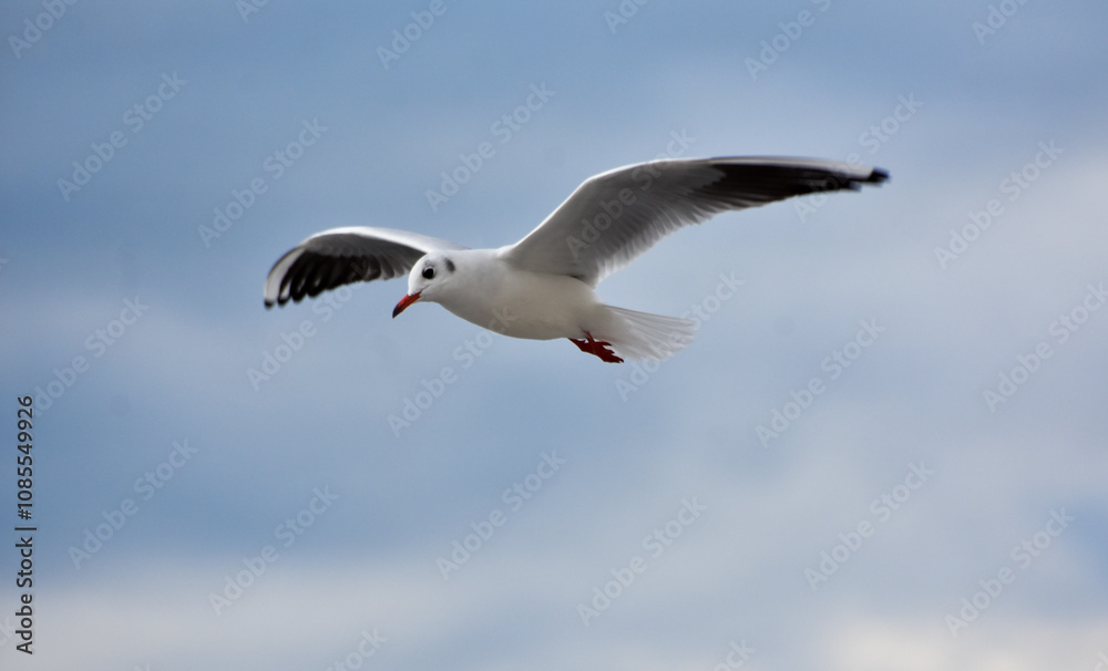Seagull flying with open wings, closeup Seagull flying with open wings, closeup