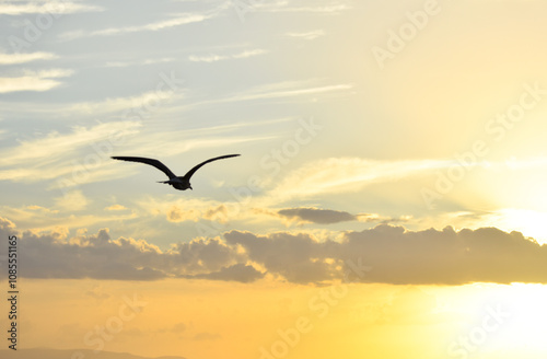 Seagull flying towards beautiful sunset clouds	