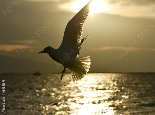 Seagull flying with open wings at cloudy sunset	