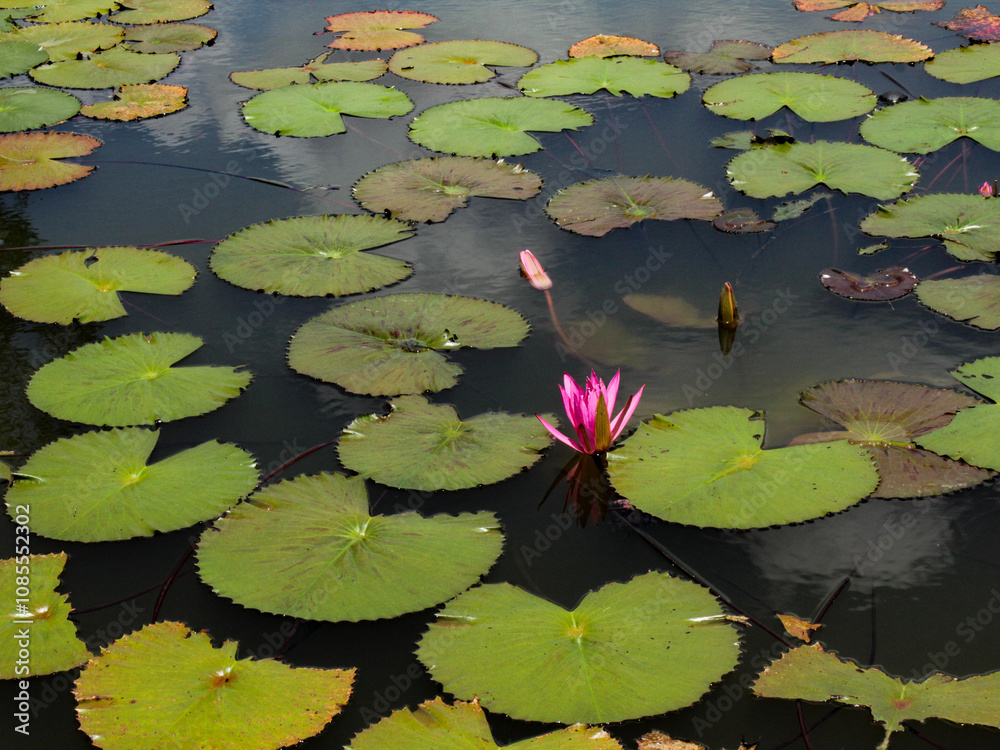 a stretch of lotus flowers on the lake, pink flowers and yellowish green leaves and also fresh greenery a stretch of lotus flowers on the lake, pink flowers and yellowish green leaves and also fresh greenery