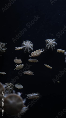 A mesmerizing display of upside-down jellyfish Cassiopea, floating serenely in the water. These jellyfish rest on the seabed, showcasing their unique bell structure and soft movements. photo