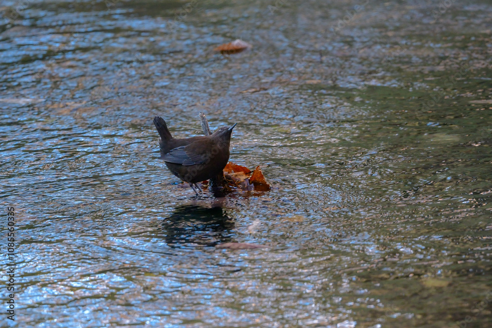 Fototapeta premium 秋から春に山の渓流や小川で見られる茶色のずんぐりした愛嬌のある小鳥カワガラス