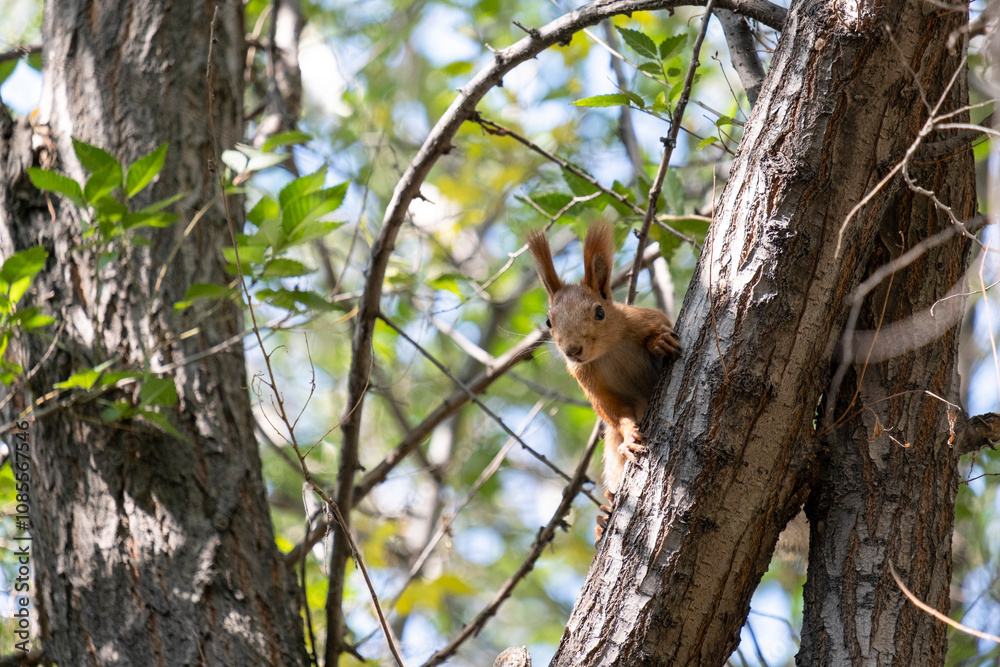 Portrait of a cute squirrel sitting on a tree branch in the park. Portrait of a cute squirrel sitting on a tree branch in the park.