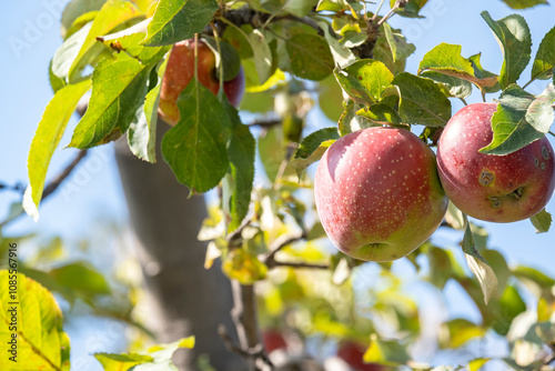 Ripe red apples on old trees in abandoned gardens not far from Almaty. photo