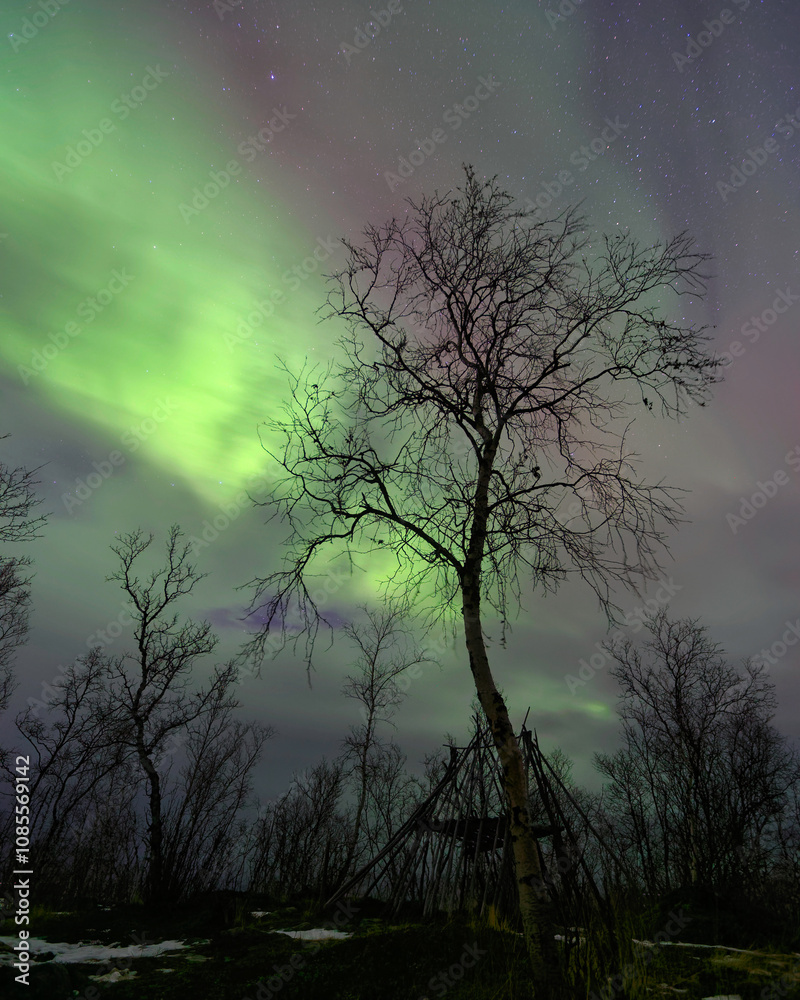 Fototapeta premium Aurora borealis in abisko National Park, Sweden.