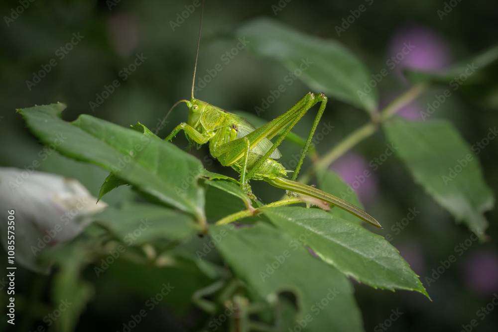 Großaufnahme eines Grünen Heupferds (Tettigonia viridissima), das auf einem Rosenblatt sitzt Großaufnahme eines Grünen Heupferds (Tettigonia viridissima), das auf einem Rosenblatt sitzt