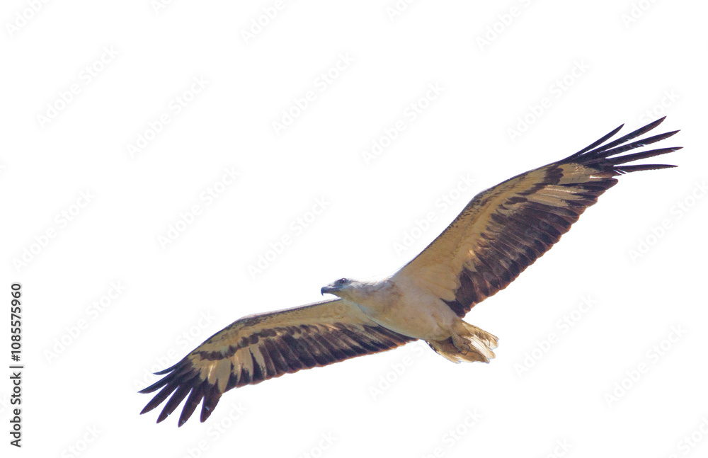 Obraz premium Sea eagle isolated on white background